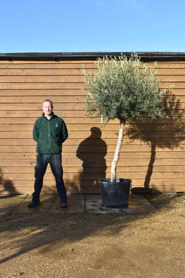 Top Worked Olive Tree 109 (2)