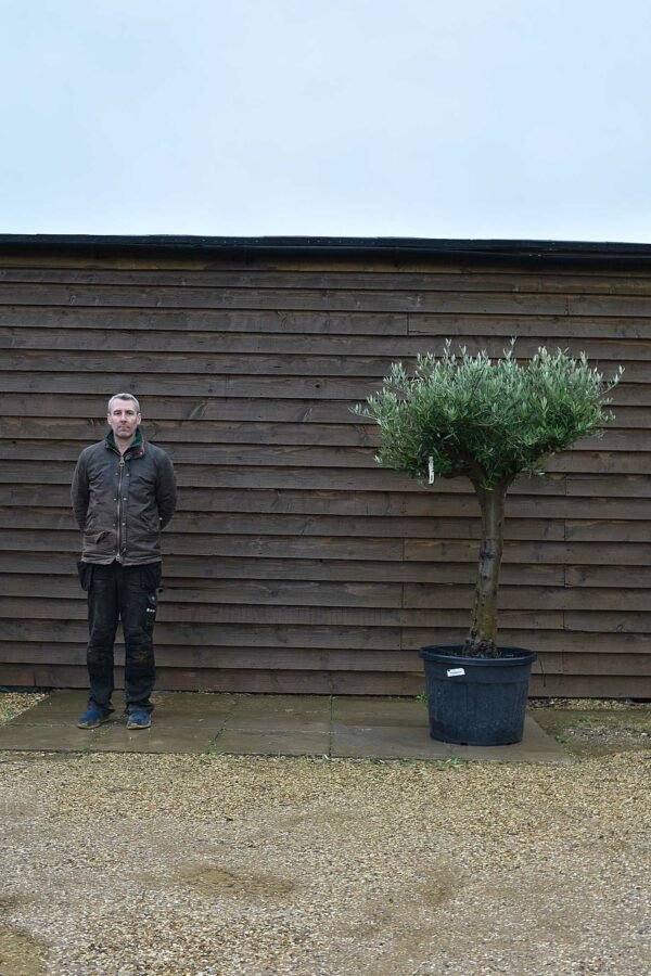 Top Worked Olive Tree 323 (1)