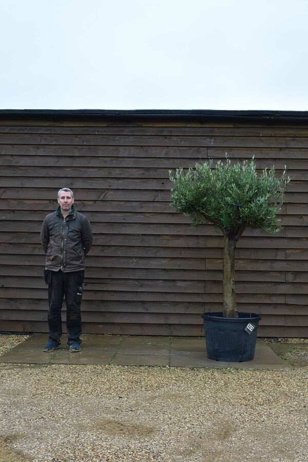 Top Worked Olive Tree 323 (2)