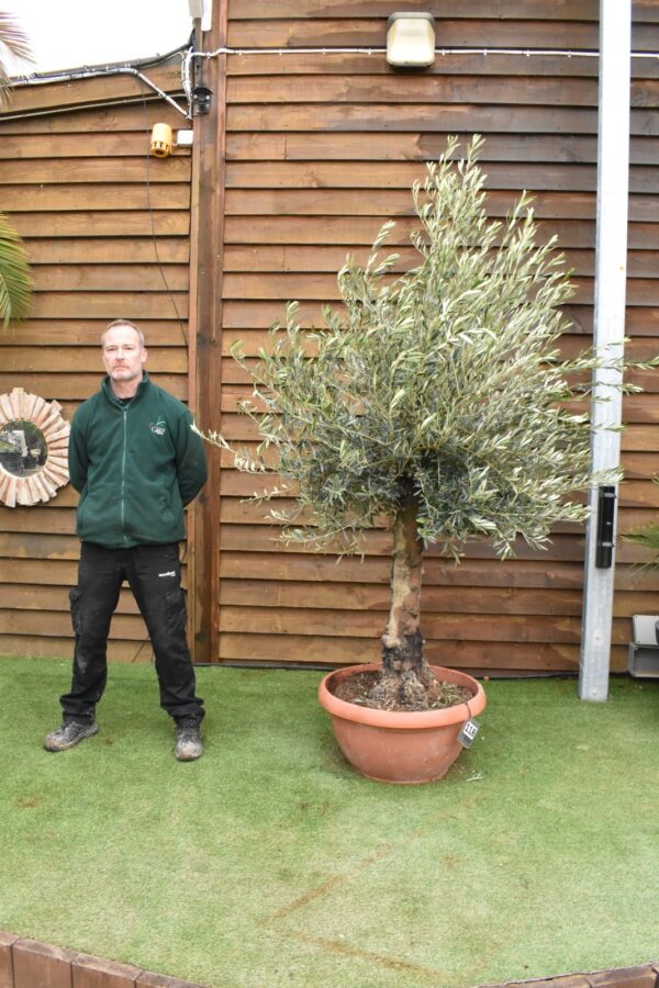 40 65 Bonsai Olive Tree 118 (2)