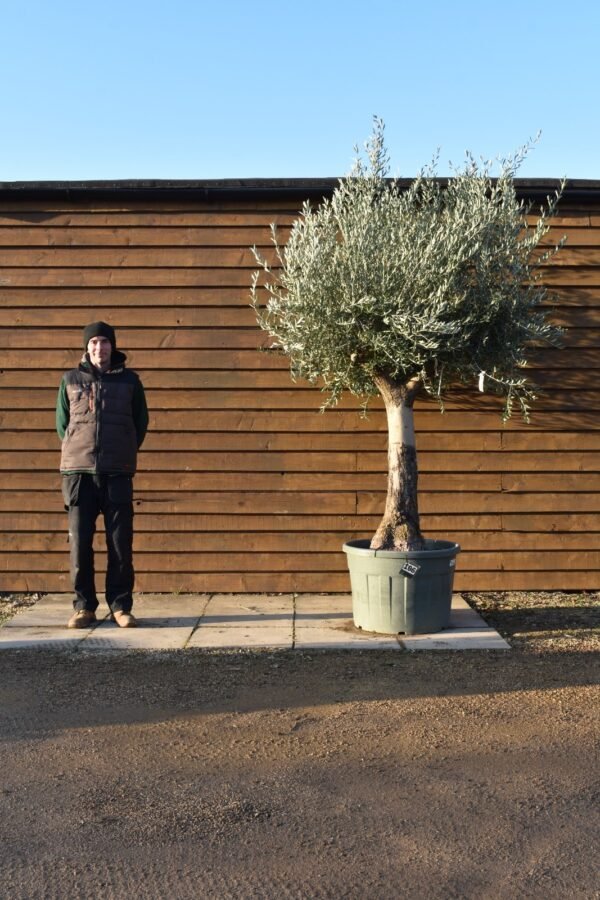 55 75 Multi Stem Olive Tree 106 (1)