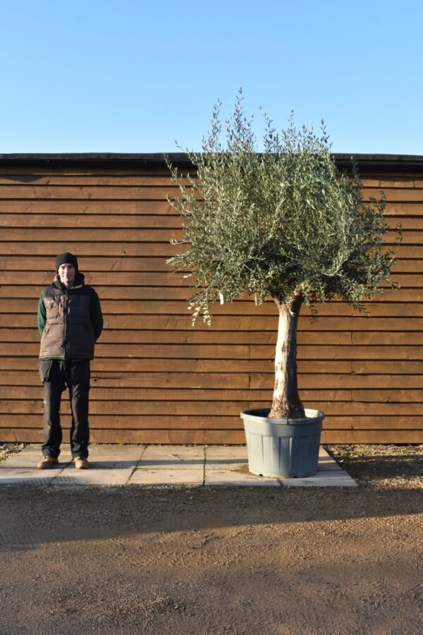 55 75 Multi Stem Olive Tree 106 (2)