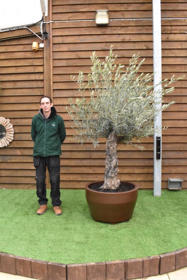 Potted Bonsai Olive Tree 359 (3)