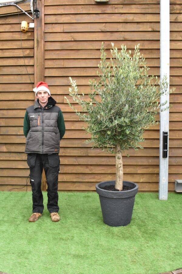 Potted Screening Olive Tree 290 (2)