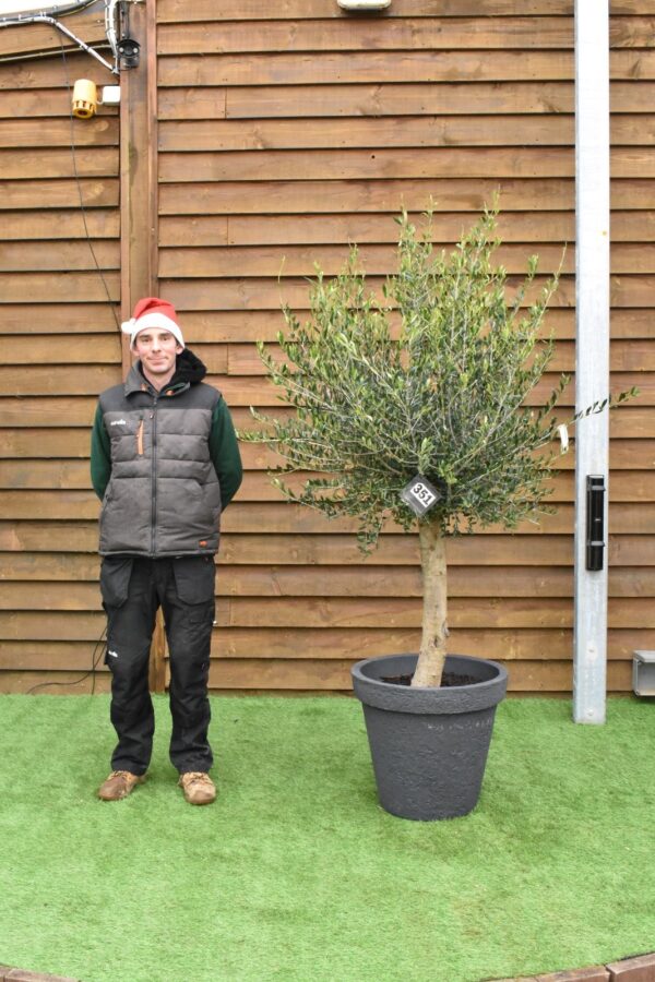 Potted Screening Olive Tree 351 (1)