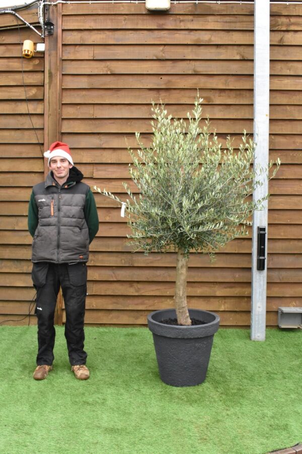 Potted Screening Olive Tree 351 (2)