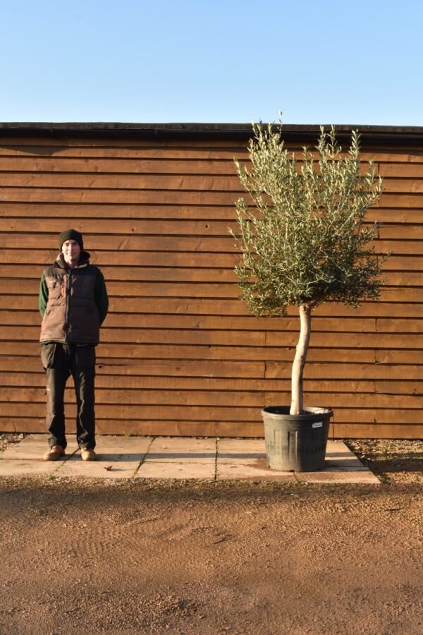 Top Worked Olive tree 100 (1)