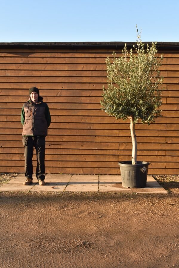 Top Worked Olive tree 100 (2)