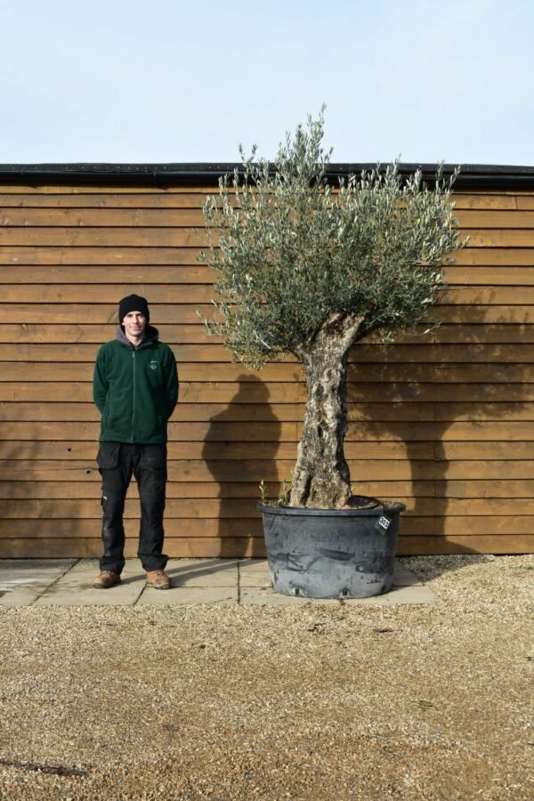 285lt Bonsai Olive Tree 303 (1)
