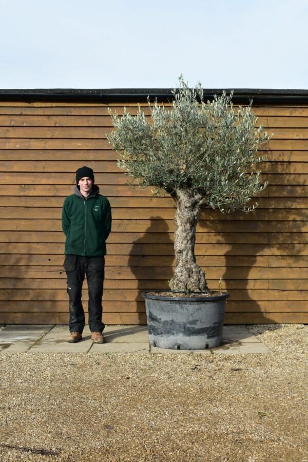 285lt Bonsai Olive Tree 303 (2)