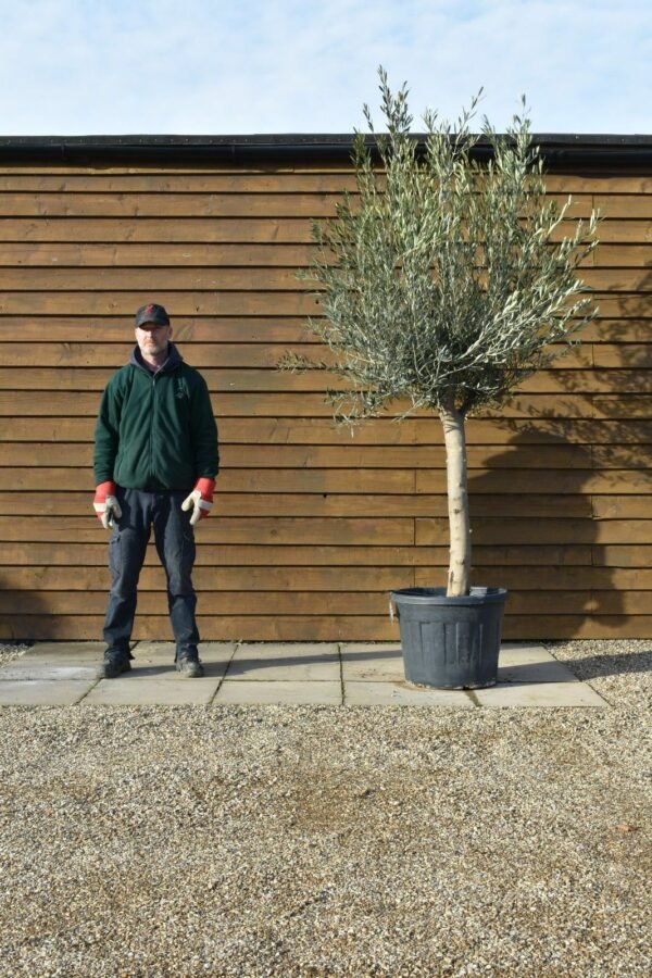30 40 Top Worked Olive Tree 169 (1)