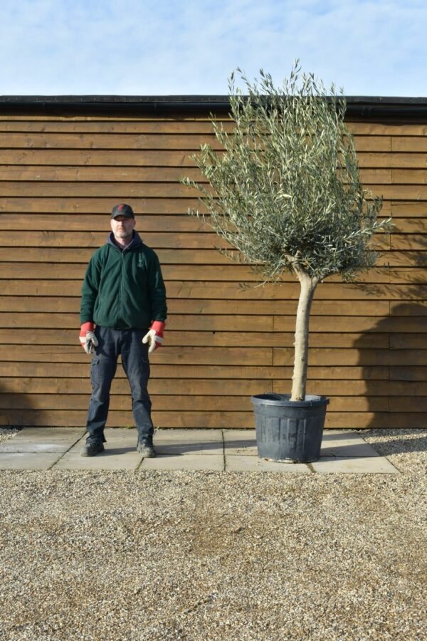 30 40 Top Worked Olive Tree 169 (2)