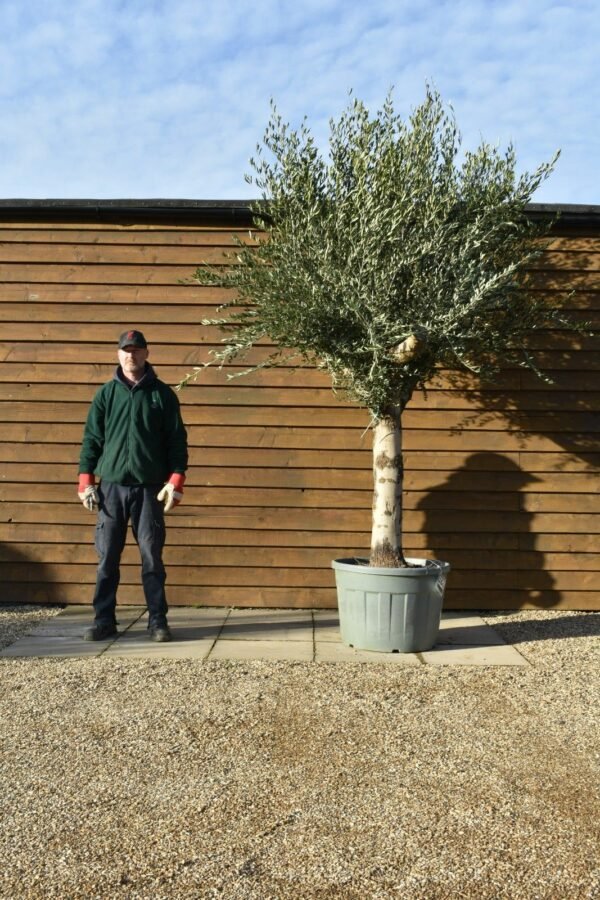 55 75 Multi Stem Olive Tree 154 (1)