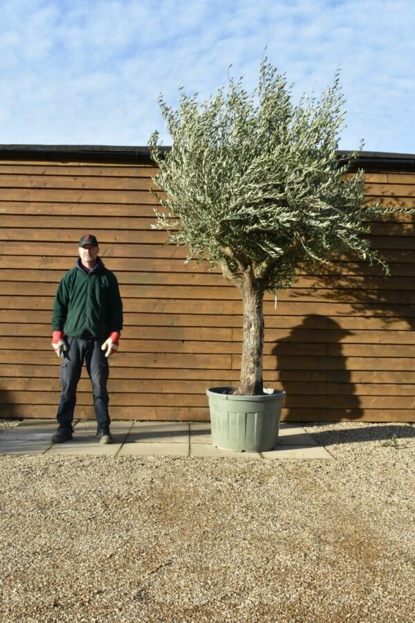 55 75 Multi Stem Olive Tree 154 (2)