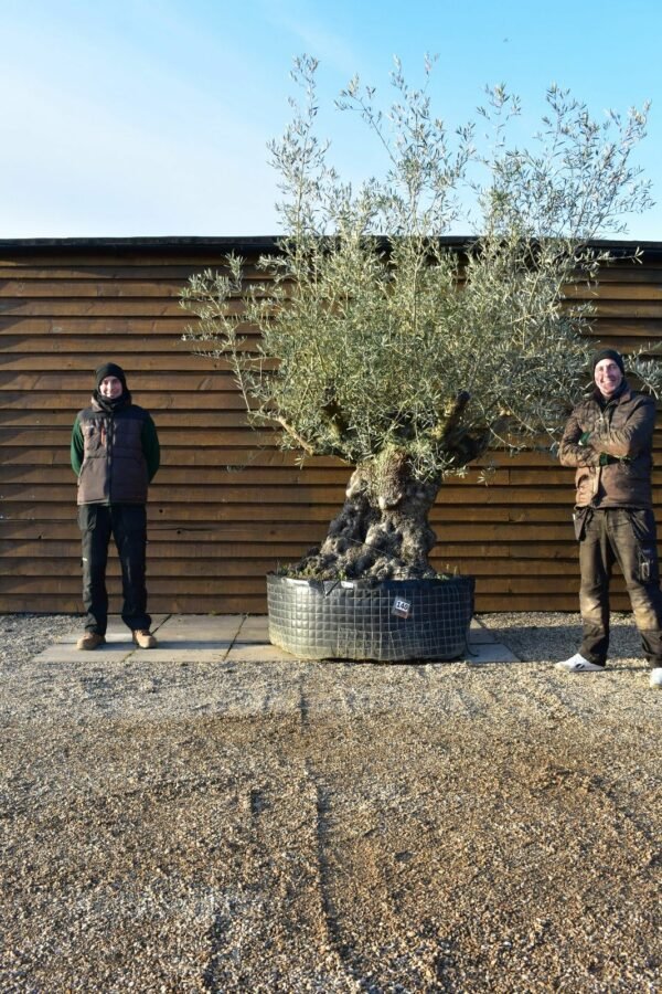 Ancient Olive Tree 140 (2)