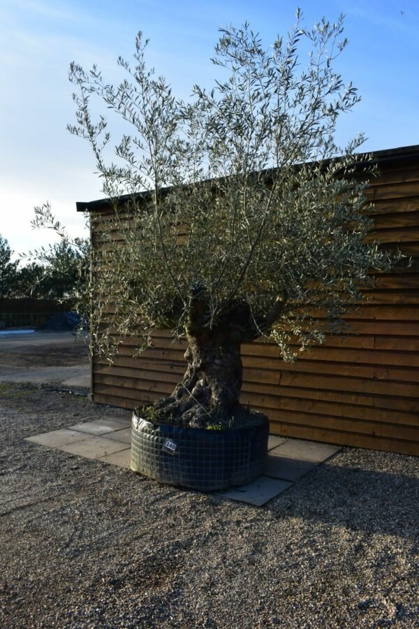 Ancient Olive Tree 140 (3)