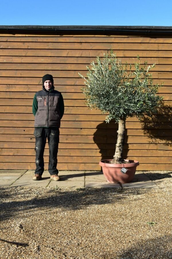 Bonsai Olive Tree 312 (1)