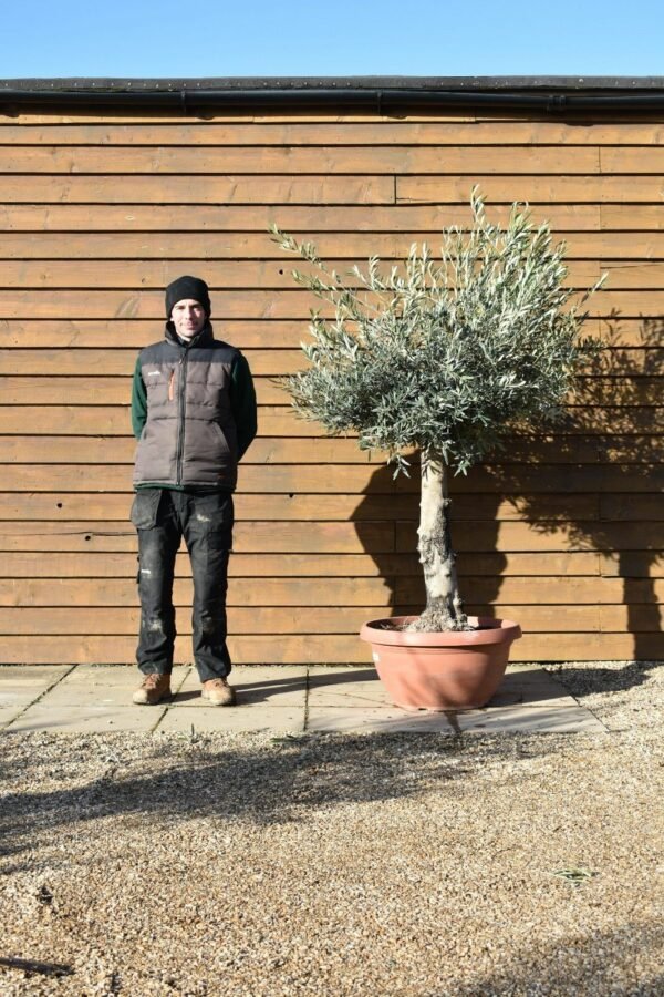 Bonsai Olive Tree 312 (2)