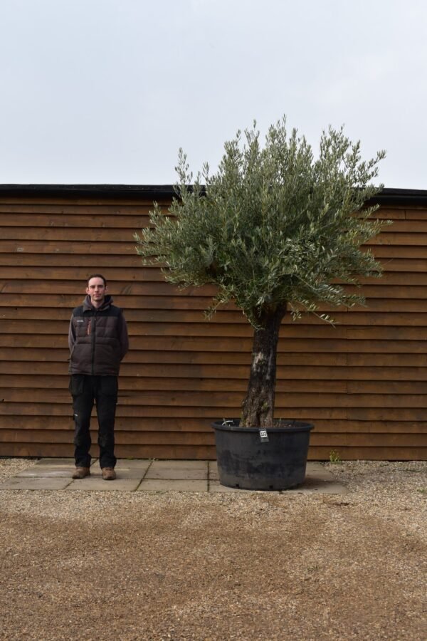 Hornachuelos Olive Tree 102 (1)