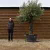 Hornachuelos Olive Tree 102 (2)