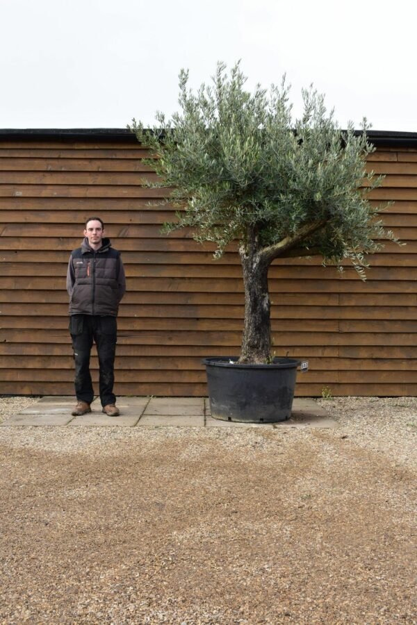 Hornachuelos Olive Tree 102 (3)
