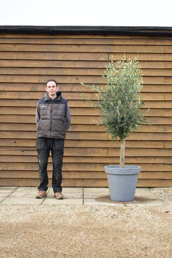 Potted Screening Olive Tre360 (1)