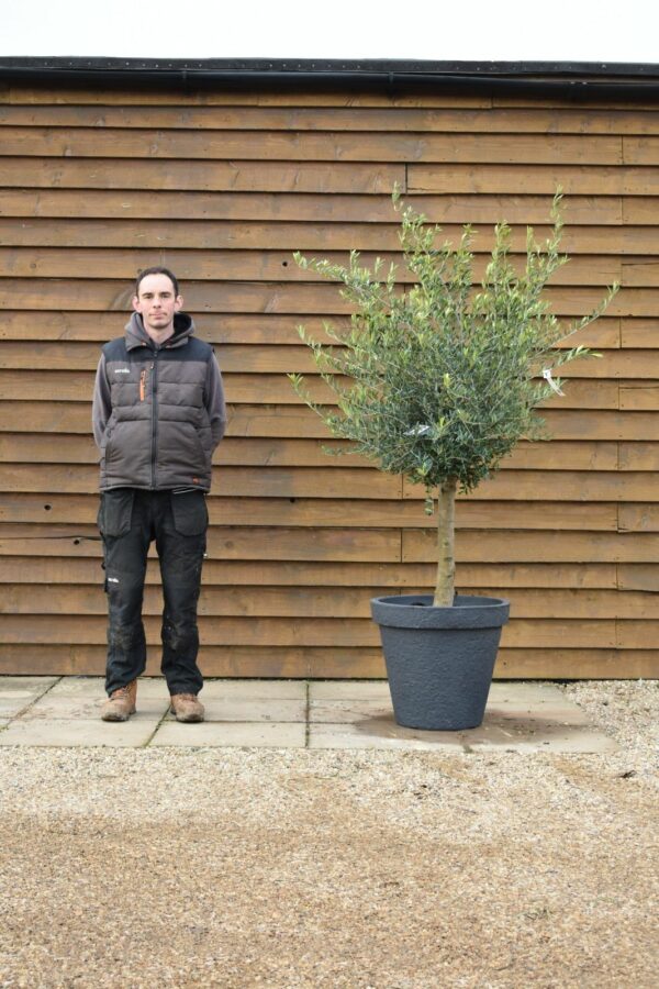 Potted Screening Olive Tree 390 (1)