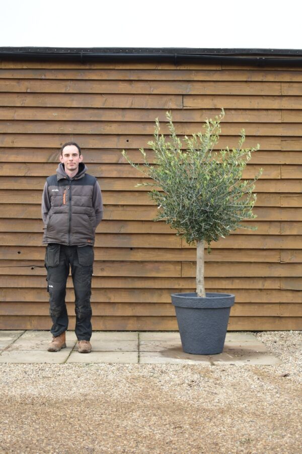 Potted Screening Olive Tree 390 (2)
