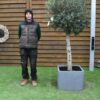 Potted Top Worked Olive Tree 110 (2)