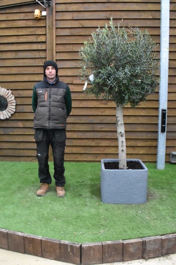 Potted Top Worked Olive Tree 110 (2)