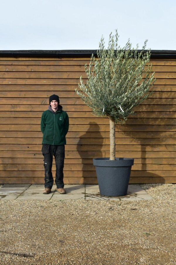 Potted Top Worked Olive Tree 309 (1)