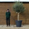 Potted Top Worked Olive Tree 321 (2)