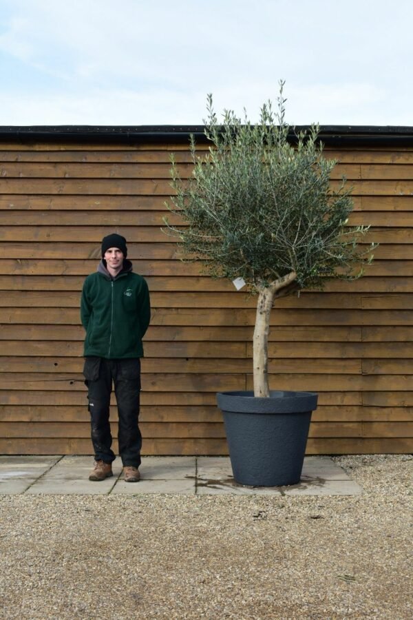 Potted Top Worked Olive Tree 321 (2)