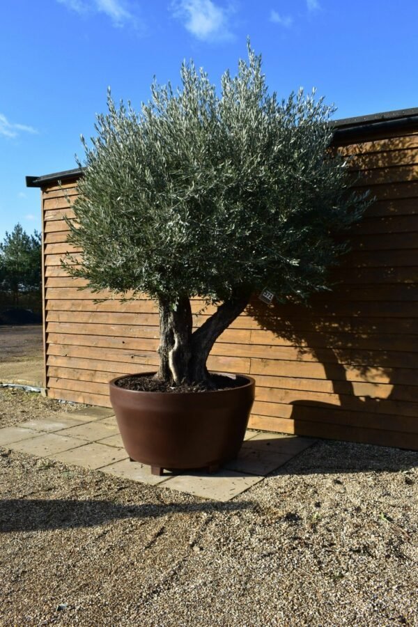 Potted Triple Trunk Olive Tree 371 (1)