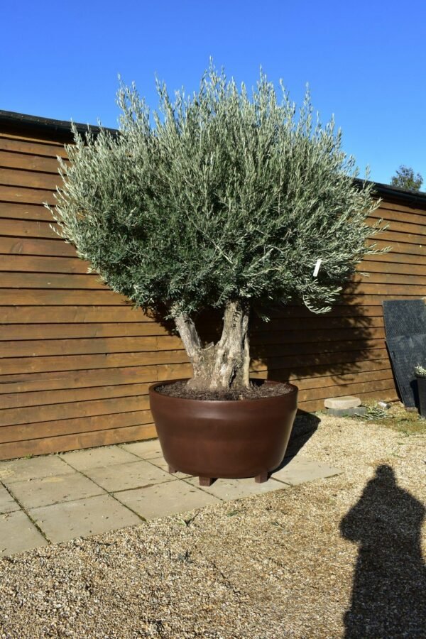 Potted Triple Trunk Olive Tree 371 (3)