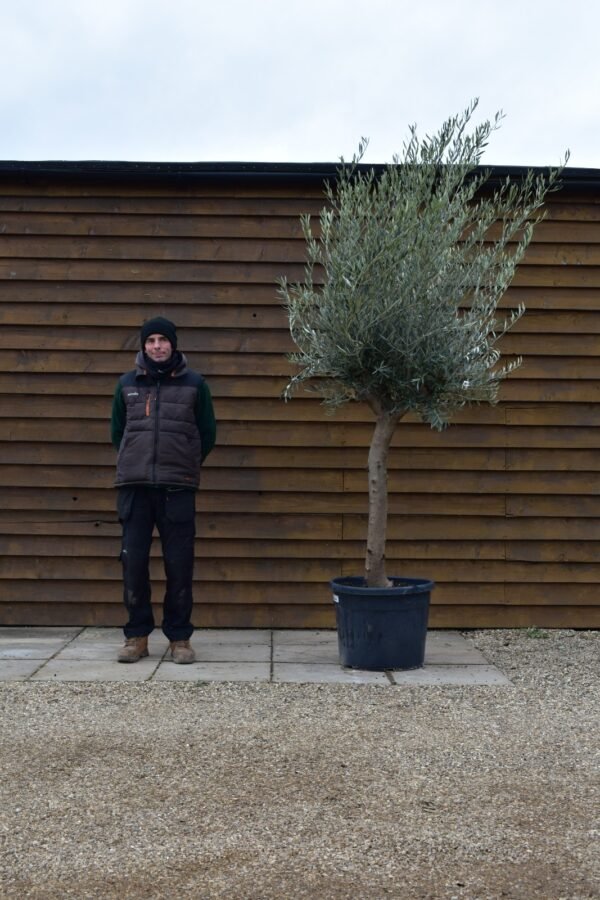 Top Worked Olive Tree 272 (1)