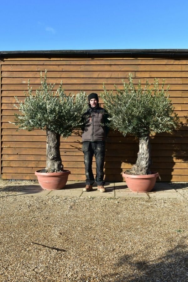 x2 Bonsai Olive Trees 321 300 (2)