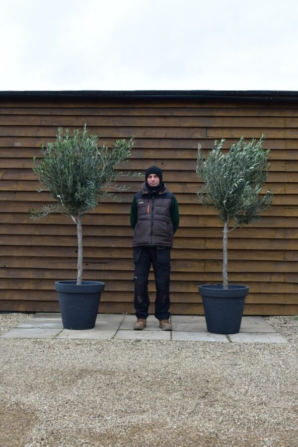 x2 Bushy Standard Olive Trees 244 256 (1)