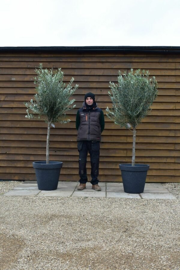 x2 Bushy Standard Olive Trees 244 256 (2)