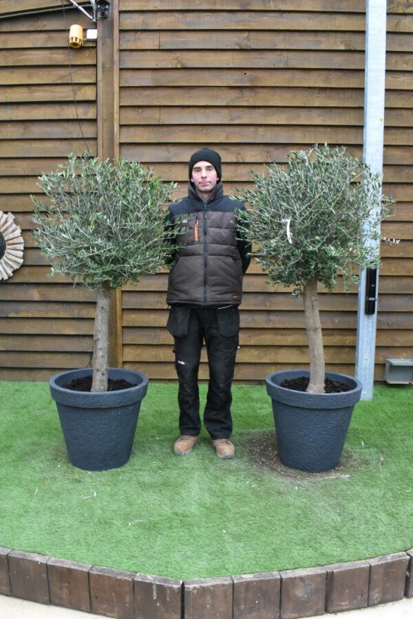 x2 Potted Loose Lollipop Olive Trees 172 196 (1)