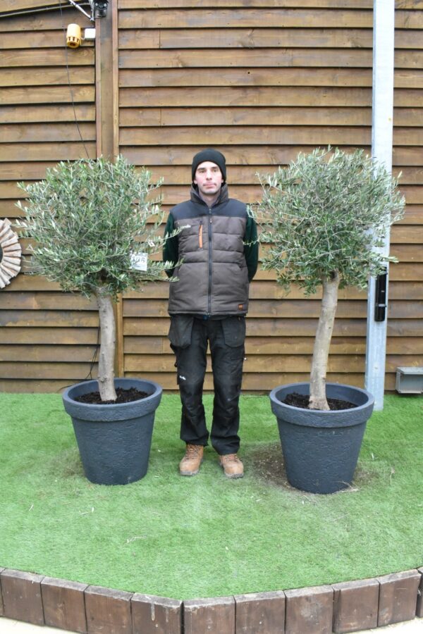 x2 Potted Loose Lollipop Olive Trees 172 196 (2)