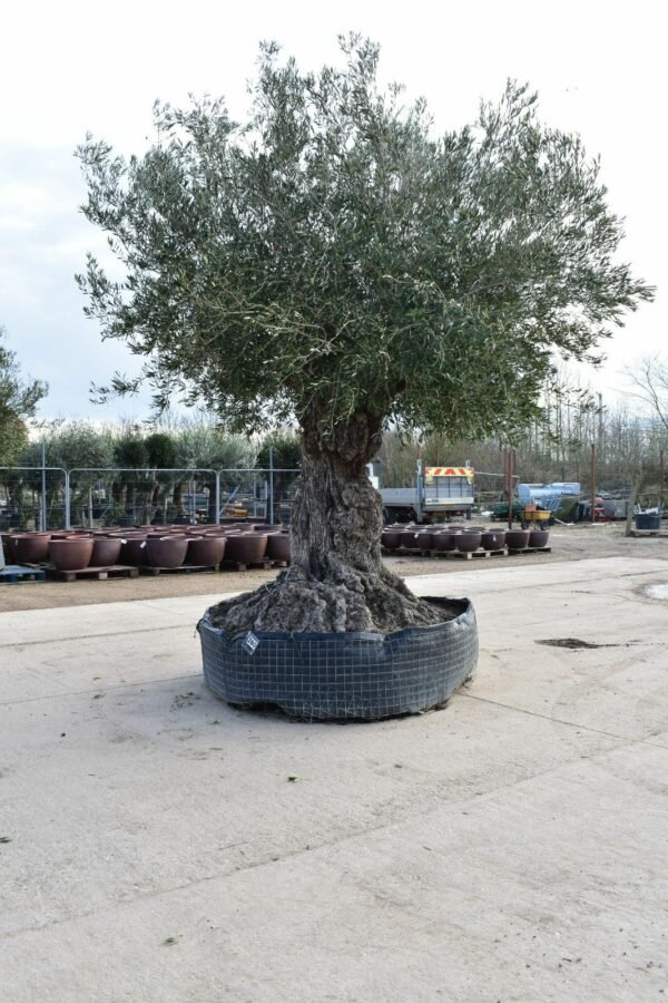 Ancient Olive Tree 280 (1)