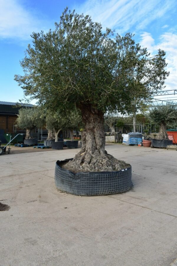 Ancient Olive Tree 280 (2)