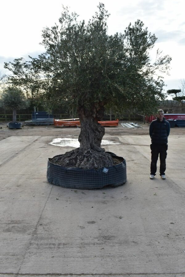 Ancient Olive Tree 280 (3)
