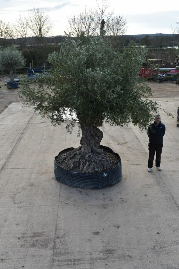 Ancient Olive Tree 280 (4)