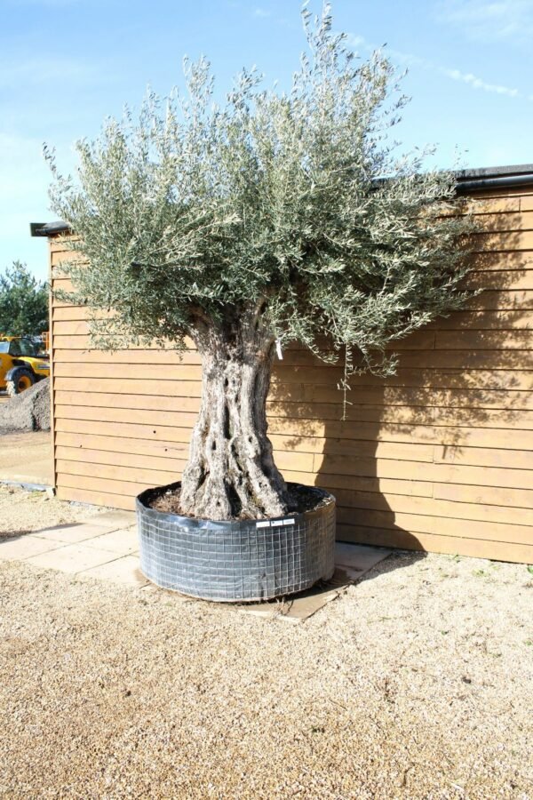 Ancient Olive Tree 307 (1)