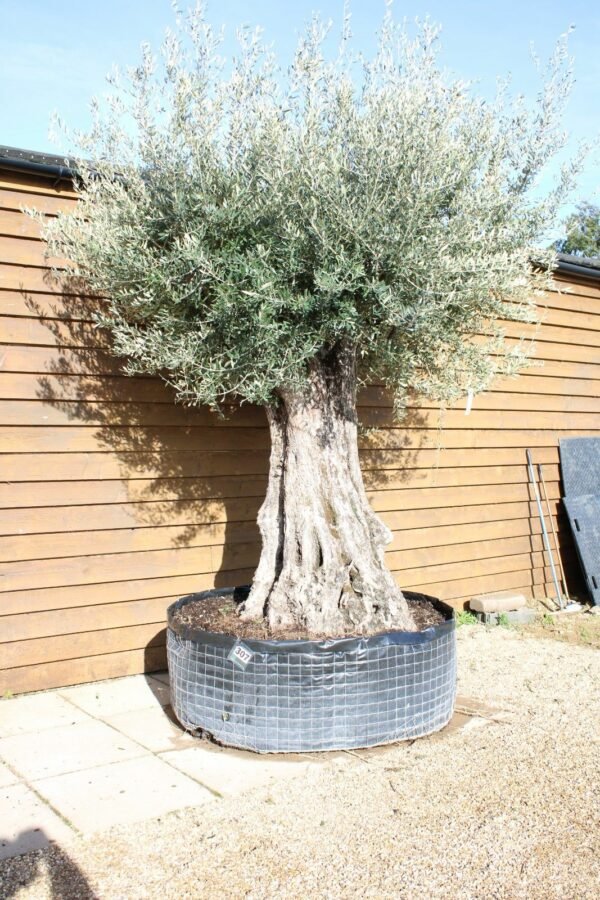 Ancient Olive Tree 307 (2)