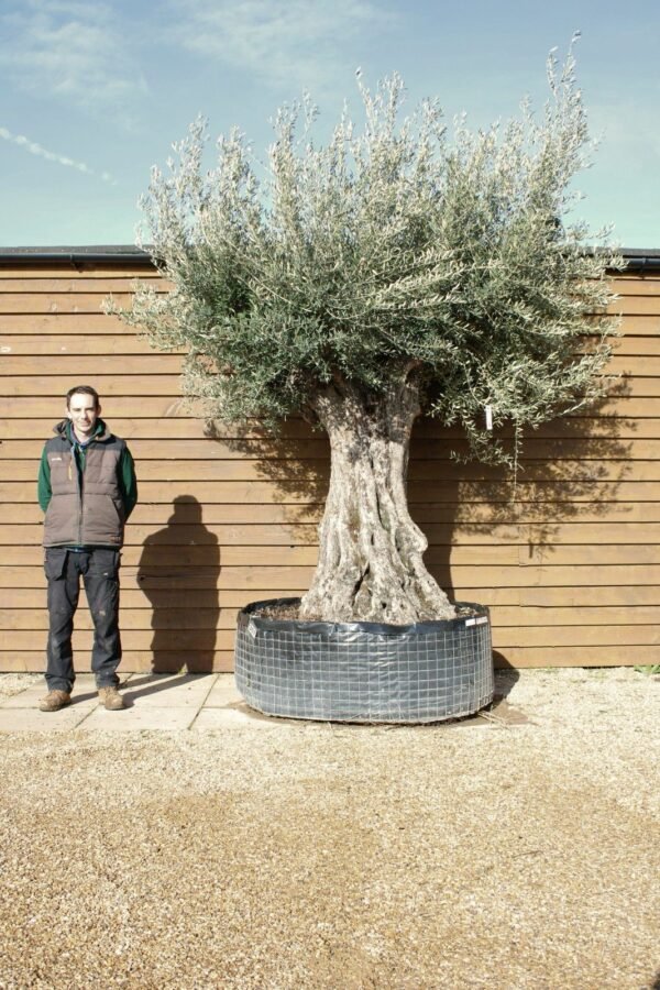 Ancient Olive Tree 307 (3)