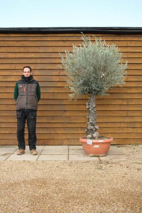 Bonsai Olive Tree 300 (2)