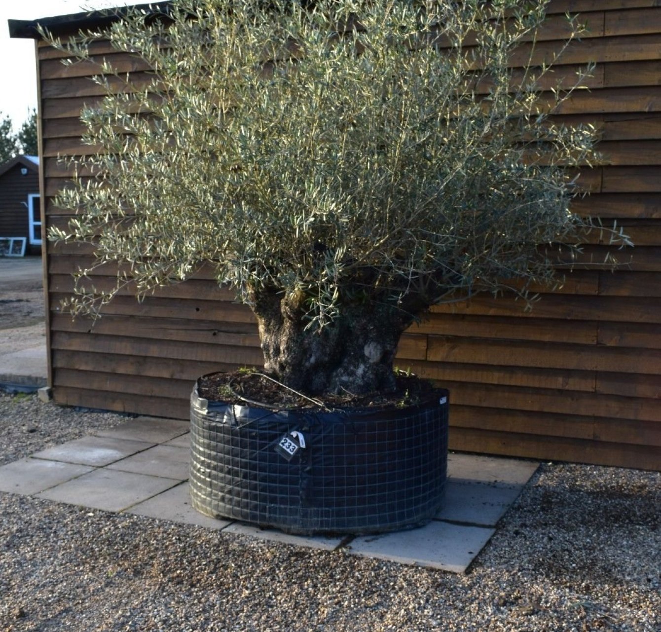 Maintain Olive Trees